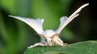Bombyx,  .    , , 