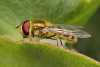 Musca domestica, ����. ����� �������� ������, ����������, �������