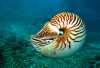 ��������� �� ������� ��������, ����������, �������. Nautilus pompilius
