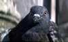 , Columba palumba. , , 